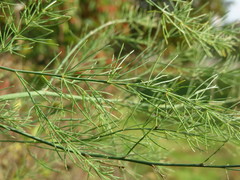 Wild asparagus