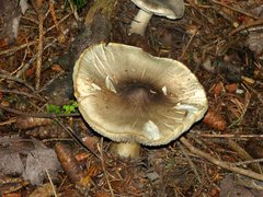 Tricholoma virgatum