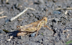 Melanoplus devastator
