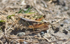 Melanoplus devastator