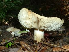 Tricholoma virgatum