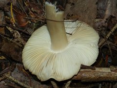 Tricholoma virgatum