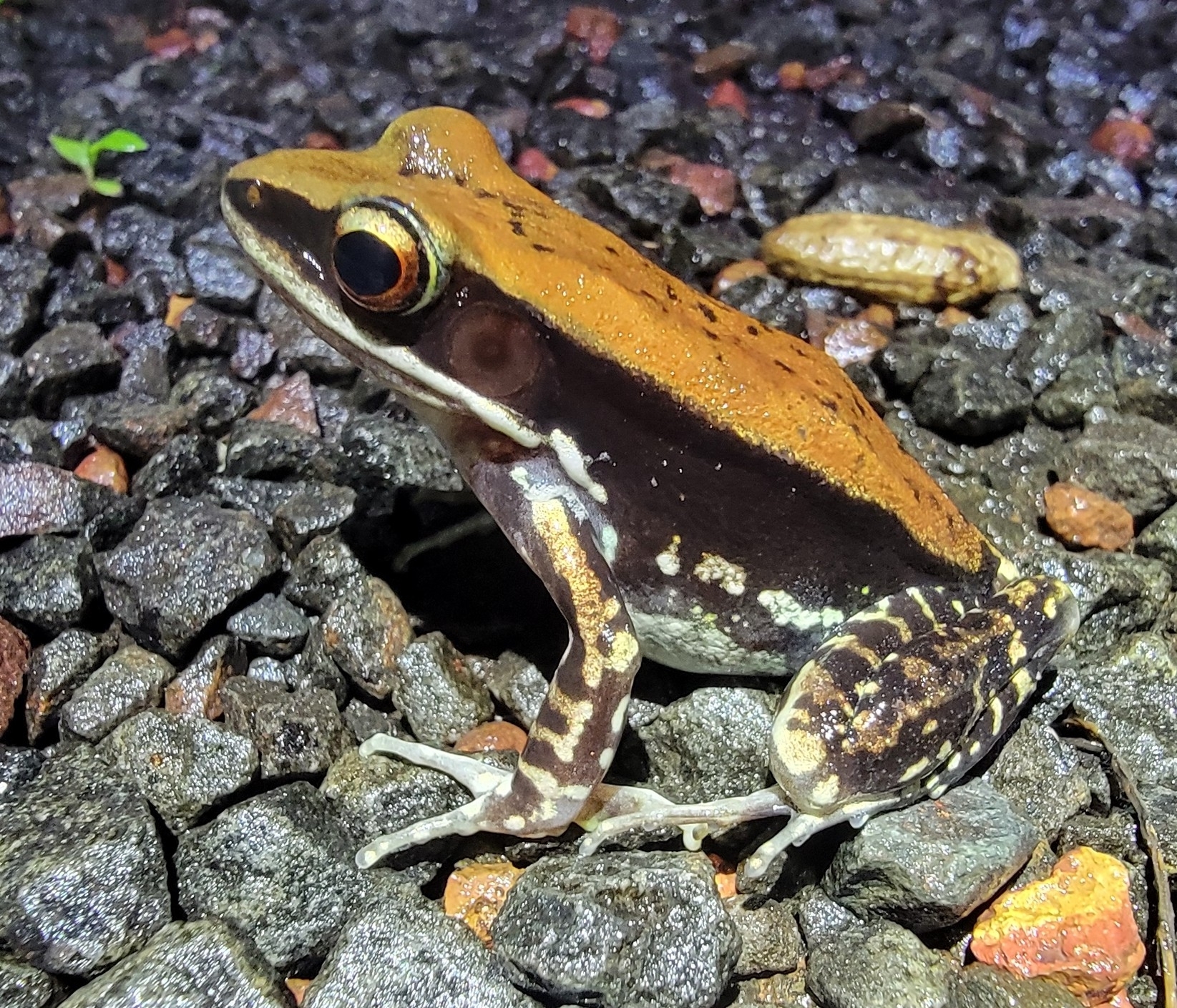 Wide-Range Fungoid Frog