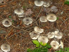 Tricholoma virgatum