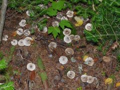 Tricholoma virgatum