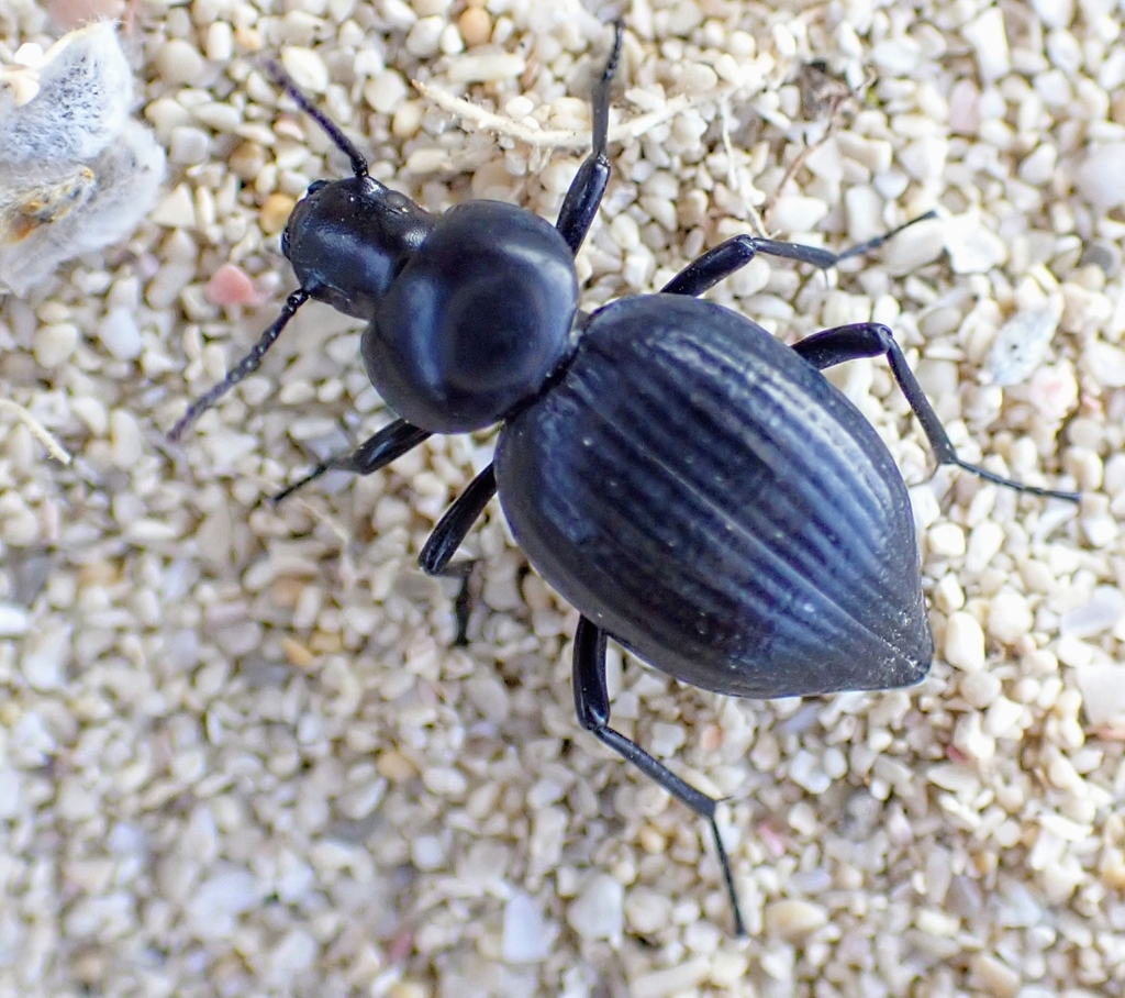 Tentyria schaumii