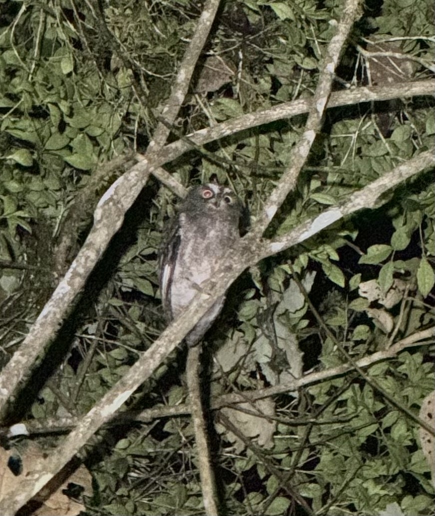 Madagascar Scops Owl (Otus rutilus), photo 3