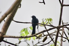 Eudynamys scolopaceus