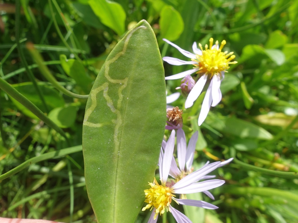 Phytomyza asteris