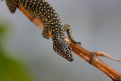 Rennell Island Monitor photo 2