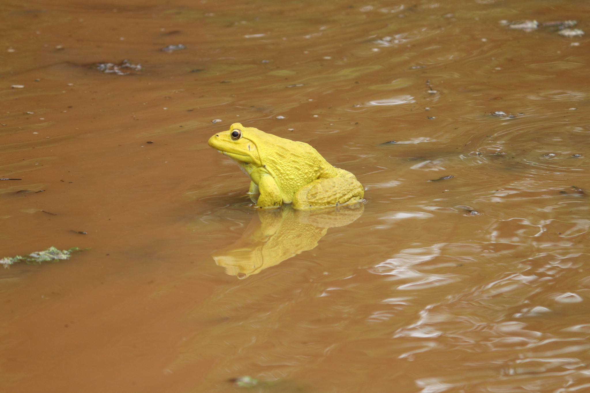 Indian Bull Frog