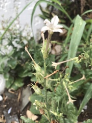 Nicotiana alata