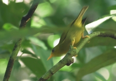 Rennell White-Eye photo 4