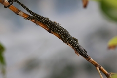 Rennell Island Monitor photo 4