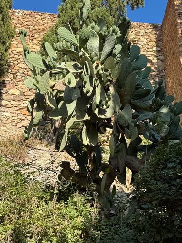 Avistamiento Chumbera (Opuntia ficus-indica)