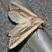 Inclusive Goat Moth - Photo (c) Bernard DUPONT, some rights reserved (CC BY-SA)
