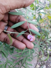 Tephrosia vicioides