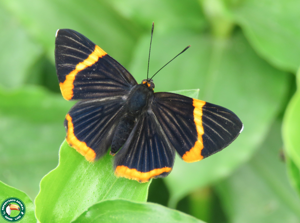 Lycisca Metalmark