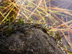 Fontinalis novae-angliae