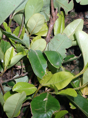 Myrsine chathamica
