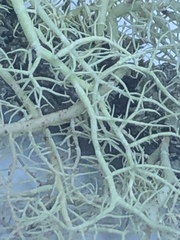 Usnea flavocardia