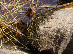 Fontinalis novae-angliae