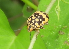 Orsilochides scurrilis