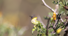 Mallophthiria lanata