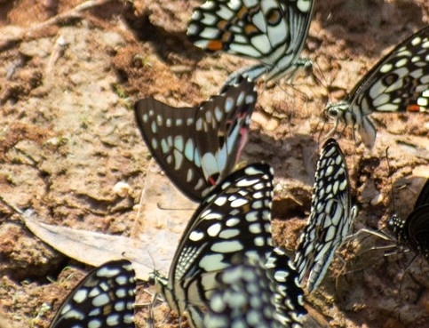 Common Jay