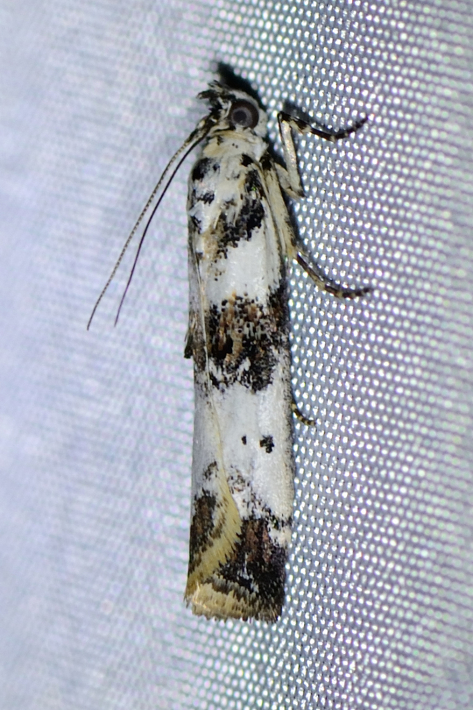 Asalebria geminella