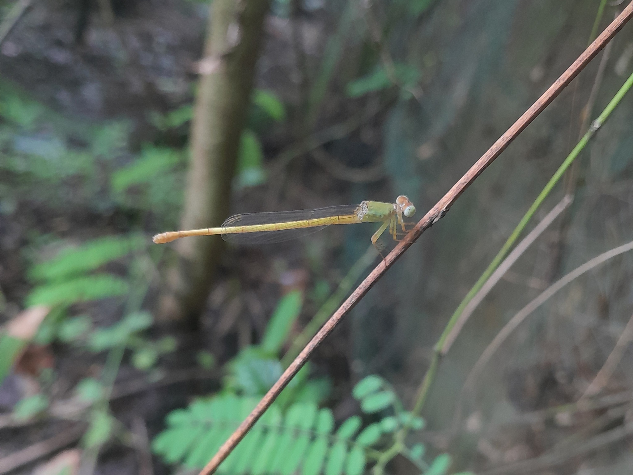 Coromandel Marsh Dart