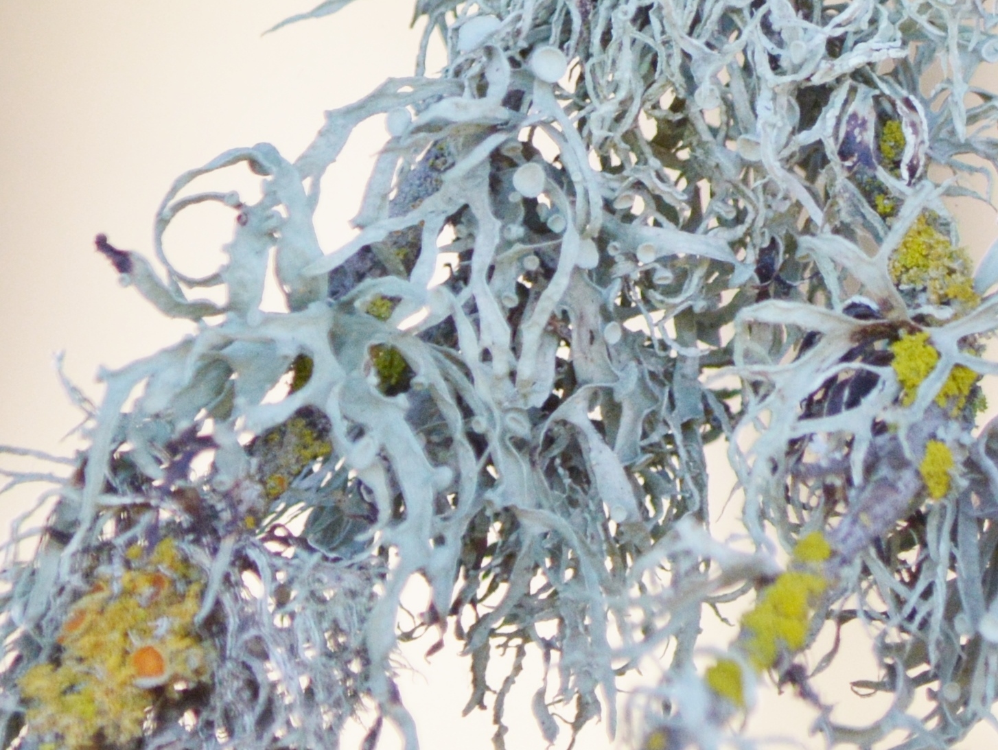 Ramalina leptocarpha image