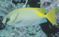 Siganus doliatus