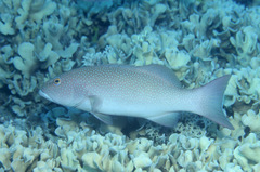 Plectropomus leopardus