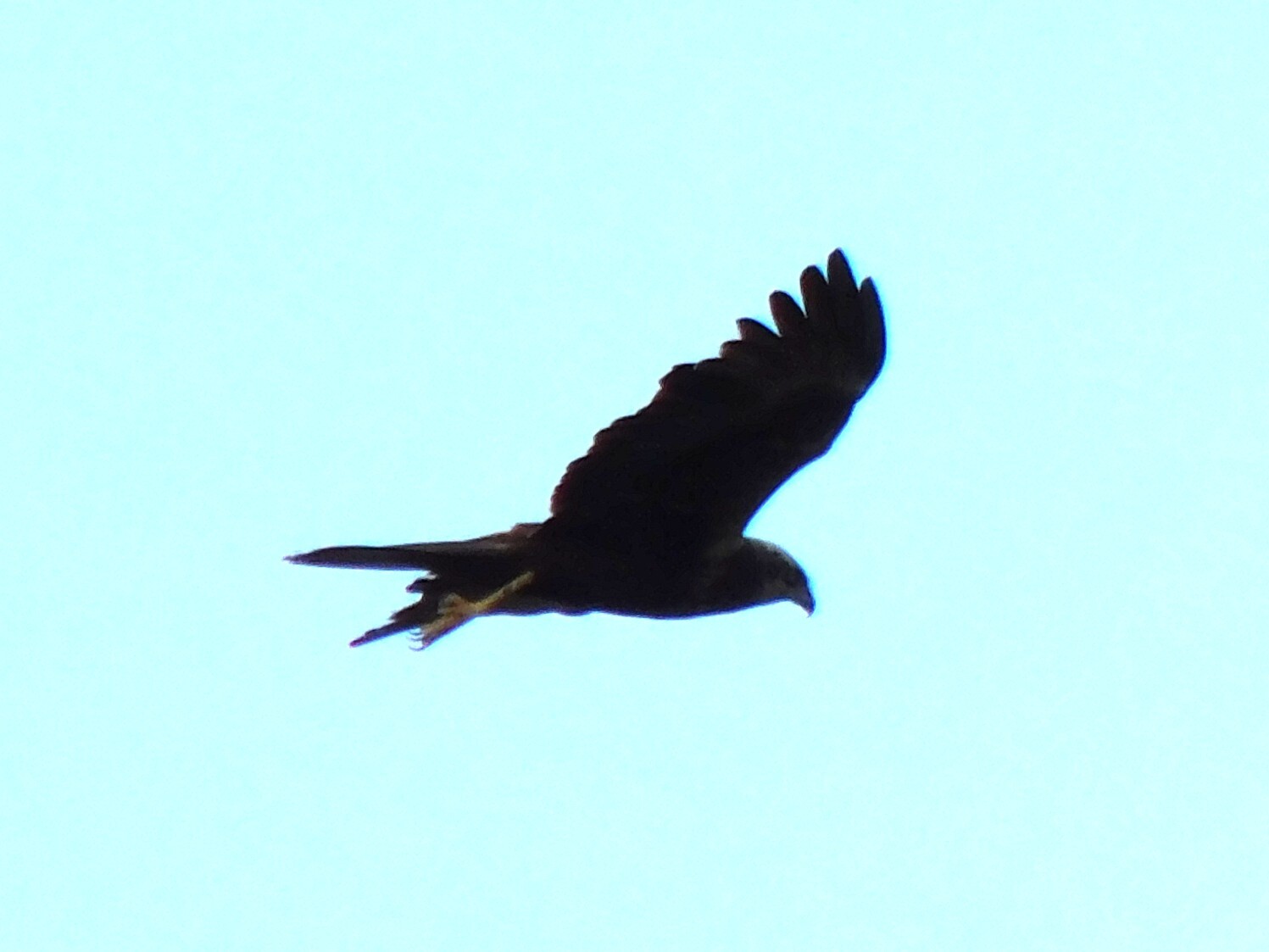 Western Marsh Harrier
