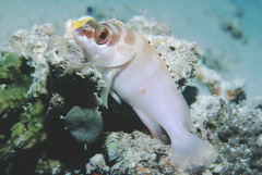 Epinephelus fasciatus