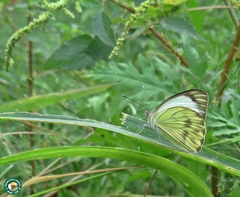 Ascia monuste orseis