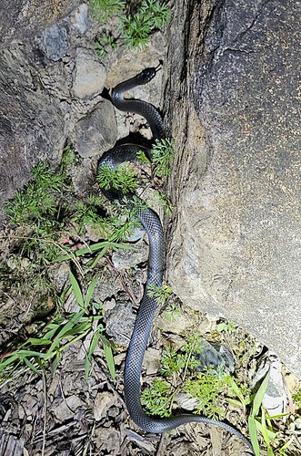 Eastern Small-eyed Snake sighting