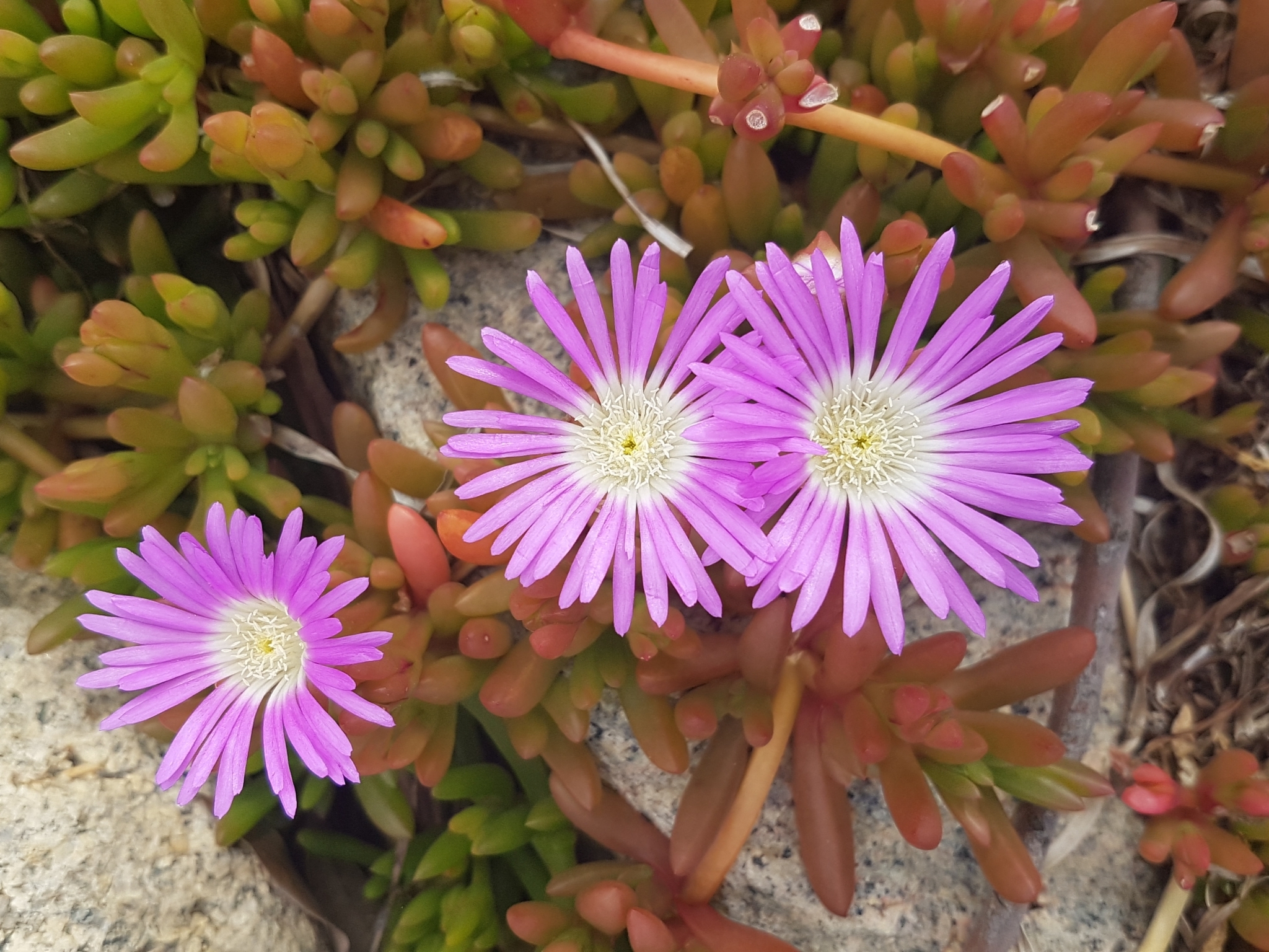 Disphyma crassifolium