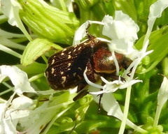 Euphoria leucographa