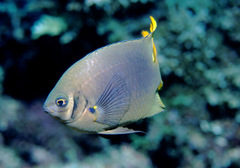 Neoglyphidodon nigroris