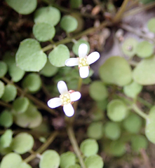 Cardamine forsteri