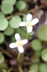 Cardamine forsteri