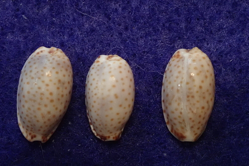 Naria irrorata observed 2019-10-05