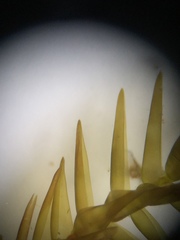 Fontinalis novae-angliae