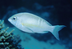 Scolopsis margaritifera