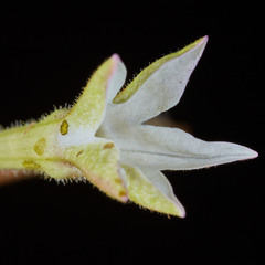 Nicotiana alata