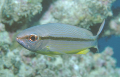 Lutjanus lutjanus