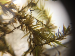 Fontinalis novae-angliae