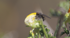 Mallophthiria lanata